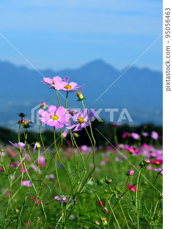 花高觀察花山的秋天櫻花和榛名山 95056463