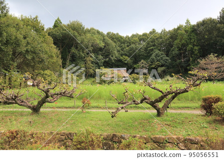 漫步岐阜青龍里山公園50（岐阜縣美濃市） 95056551