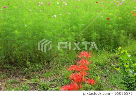 漫步岐阜青龍里山公園74（岐阜縣美濃市） 95056575