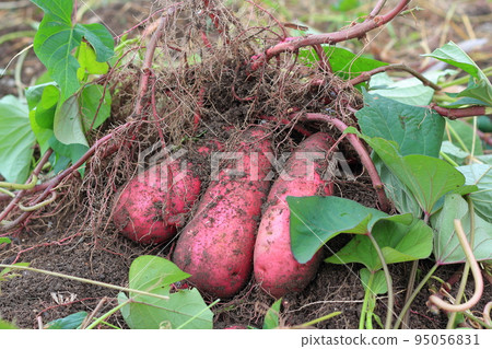 Harvesting sweet potatoes grown in a home garden Harvesting sweet potatoes grown in a home garden 95056831