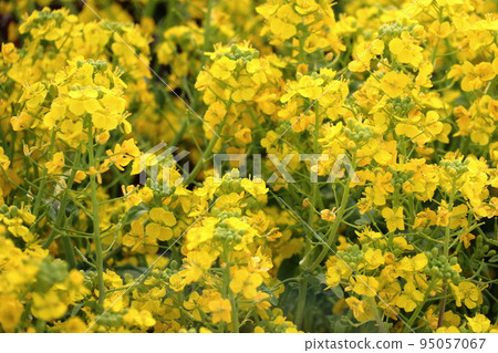 Nanohana in spring 95057067