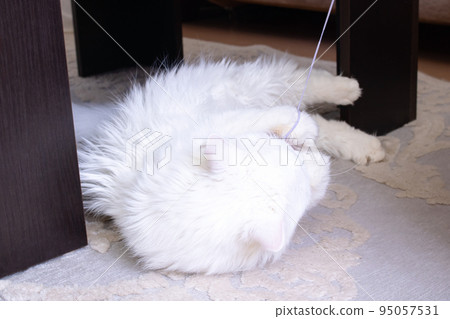 White fluffy cat playing with a toy White fluffy cat playing with a toy 95057531