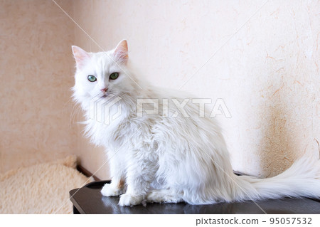 White fluffy cat sitting on a table White fluffy cat sitting on a table 95057532