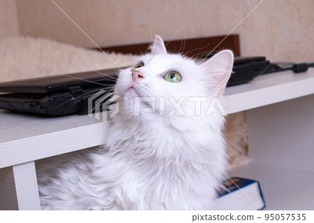 White cat with green eyes closeup portrait White cat with green eyes closeup portrait 95057535