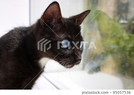 Black cat with blue eyes closeup portrait 95057536
