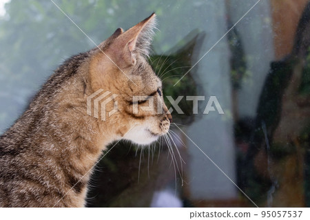 Gray kitten looks carefully out the window Gray kitten looks carefully out the window 95057537
