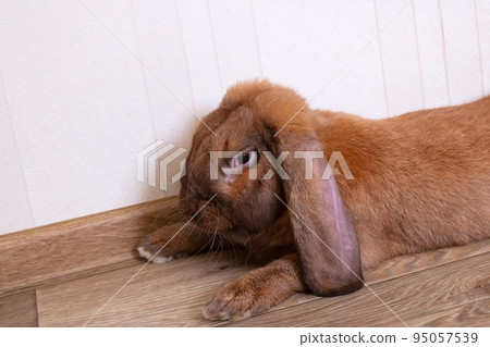 Cute red house rabbit in the room Cute red house rabbit in the room 95057539