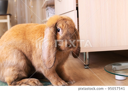 Cute red house rabbit in the room Cute red house rabbit in the room 95057541