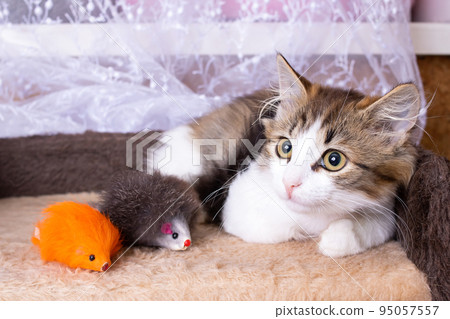 A small fluffy kitten plays with toys A small fluffy kitten plays with toys 95057557