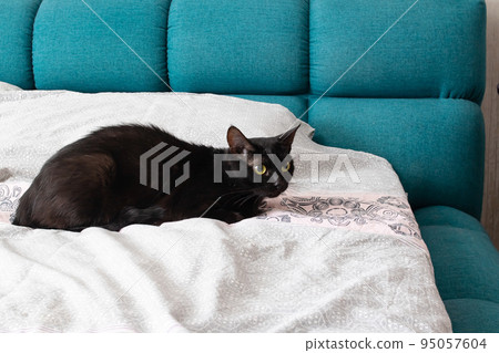 Black cat lying on the bed closeup 95057604