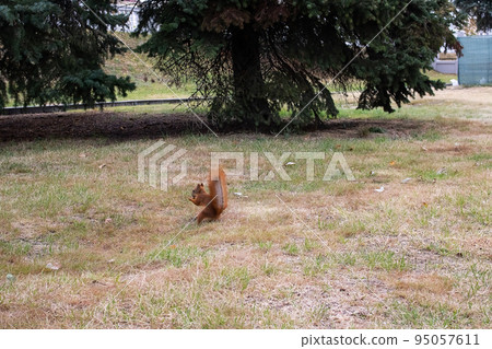 Squirrel on grass in an autumn park 95057611