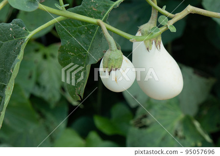 white eggplant in autumn 95057696