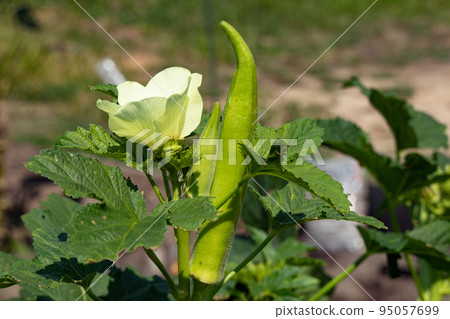 Overgrown okra fruit and flowers in autumn Overgrown okra fruit and flowers in autumn 95057699