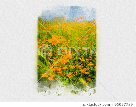 花田伸向藍天,波斯菊田,橙色波斯菊,黃色波斯菊, 花田伸向藍天,波斯菊田,橙色波斯菊,黃色波斯菊, 95057789