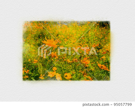 花田伸向藍天，波斯菊田，橙色波斯菊，黃色波斯菊， 95057799