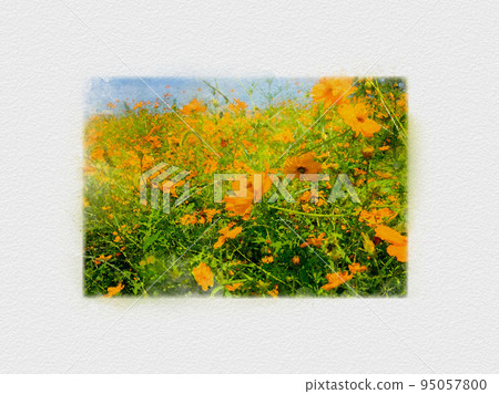 花田伸向藍天，波斯菊田，橙色波斯菊，黃色波斯菊， 95057800