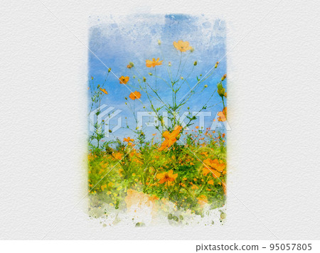 Flower fields stretching into the blue sky, cosmos fields, orange cosmos, yellow cosmos, Flower fields stretching into the blue sky, cosmos fields, orange cosmos, yellow cosmos, 95057805