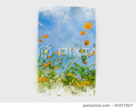 Flower fields stretching into the blue sky, cosmos fields, orange cosmos, yellow cosmos, 95057807