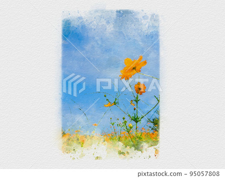 花田伸向藍天，波斯菊田，橙色波斯菊，黃色波斯菊， 95057808