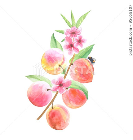 Branch with peaches and flowers with leaves, watercolor illustration isolated on white background. 95058107