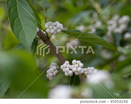 White Murasaki with heavy white fruit 95058298