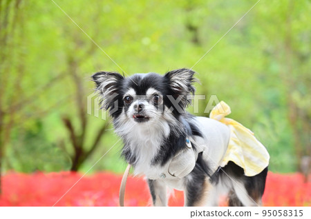 Chihuahua looking at the camera and manjushage in full bloom Chihuahua looking at the camera and manjushage in full bloom 95058315