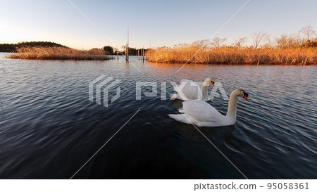 Married swan ② Married swan ② 95058361