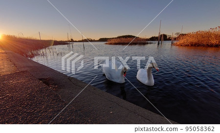 Married swan ③ Married swan ③ 95058362