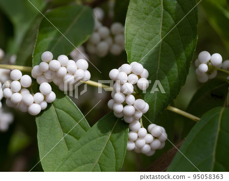 White Murasaki with heavy white fruit 95058363