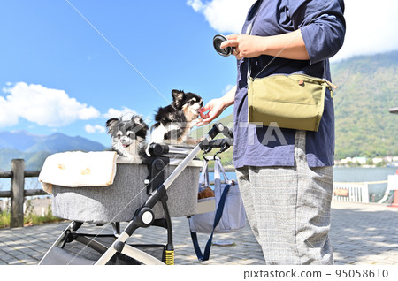 Chihuahua's trip to Lake Chuzenji, Nikko City, Tochigi Prefecture 95058610