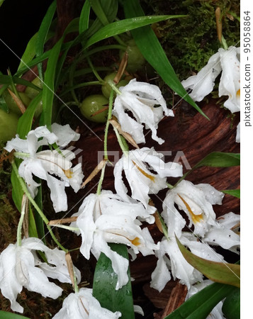 Masiloran Coelogyne cristata 95058864