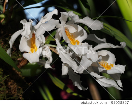 馬西洛蘭 Coelologyne cristata 95058867