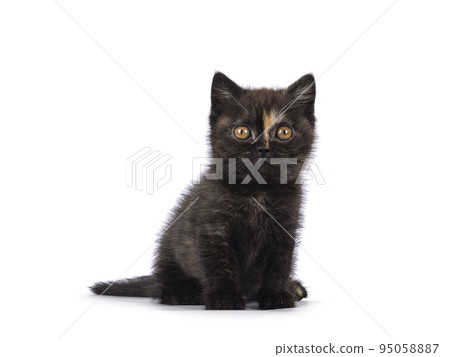 British Shorthair cat kitten on white background British Shorthair cat kitten on white background 95058887