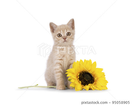 British Shorthair cat on white background 95058905