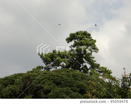 天空和樹 天空和樹 95059478