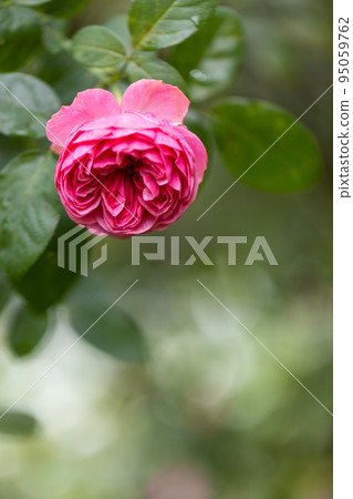 美麗的深粉色玫瑰花 95059762