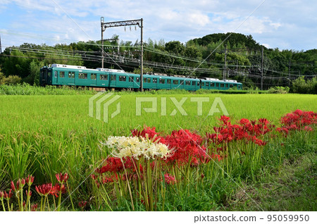 Kintetsu's 100th anniversary train running through the autumn countryside Kintetsu's 100th anniversary train running through the autumn countryside 95059950
