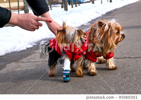 Cute dog with wounded leg and girlfriend 95060301