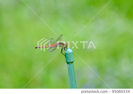 Red dragonfly 95060334