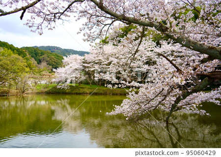 內山永休寺(奈良縣天理市)水面映照出盛開的櫻花 內山永休寺(奈良縣天理市)水面映照出盛開的櫻花 95060429