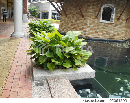 JOHOR, MALAYSIA -MAY 3, 2022: Flower and shrub planter boxes are built in public parks. Exposed to the weather and only hardy plants are planted here. JOHOR, MALAYSIA -MAY 3, 2022: Flower and shrub planter boxes are built in public parks. Exposed to the weather and only hardy plants are planted here. 95061293