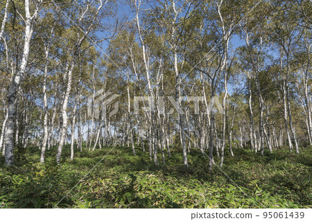 八千穗高原上成群生長的白樺林 八千穗高原上成群生長的白樺林 95061439