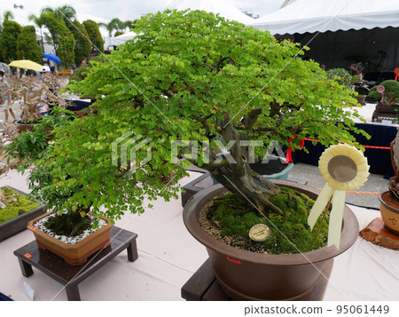 MELAKA, MALAYSIA -AUGUST 27, 2022: Various bonsai trees are shown to the public in a public park. Bonsai is a type of hobby that requires perseverance and patience. It takes art to shape it. MELAKA, MALAYSIA -AUGUST 27, 2022: Various bonsai trees are shown to the public in a public park. Bonsai is a type of hobby that requires perseverance and patience. It takes art to shape it. 95061449