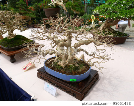 MELAKA, MALAYSIA -AUGUST 27, 2022: Various bonsai trees are shown to the public in a public park. Bonsai is a type of hobby that requires perseverance and patience. It takes art to shape it. MELAKA, MALAYSIA -AUGUST 27, 2022: Various bonsai trees are shown to the public in a public park. Bonsai is a type of hobby that requires perseverance and patience. It takes art to shape it. 95061458