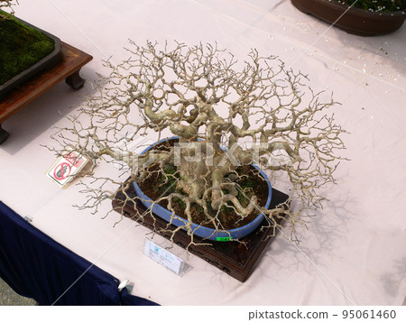 MELAKA, MALAYSIA -AUGUST 27, 2022: Various bonsai trees are shown to the public in a public park. Bonsai is a type of hobby that requires perseverance and patience. It takes art to shape it. MELAKA, MALAYSIA -AUGUST 27, 2022: Various bonsai trees are shown to the public in a public park. Bonsai is a type of hobby that requires perseverance and patience. It takes art to shape it. 95061460