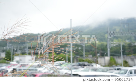 鐵軌旁的日本蒲葦 鐵軌旁的日本蒲葦 95061734