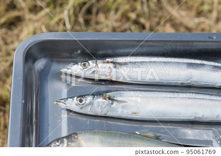 [在中津川河床上露營，用鹽烤香魚和秋刀魚] 95061769