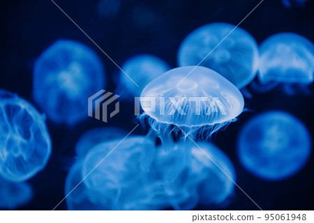Fantastic jellyfish Fantastic jellyfish 95061948