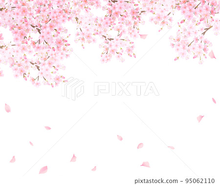 Beautiful and gorgeous full bloom cherry blossoms and petals fluttering spring white back frame background material illustration 95062110