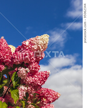 White and pink inflorescences of violently blooming hydrangea Vanilla Frase. White and pink inflorescences of violently blooming hydrangea Vanilla Frase. 95062344